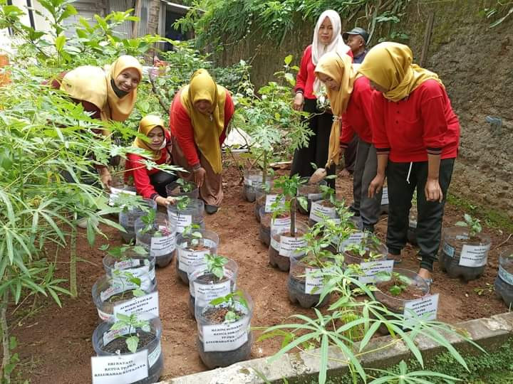 Penanaman padi cabe serentak oleh petugas pkk