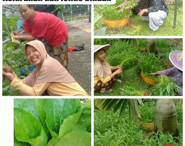 panen sayuran di kebun pkk dan lokus binaan