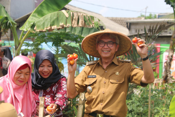 Panen Tomat di KWT Germas Implan bersama Ibu Wakil Walikota Tangerang