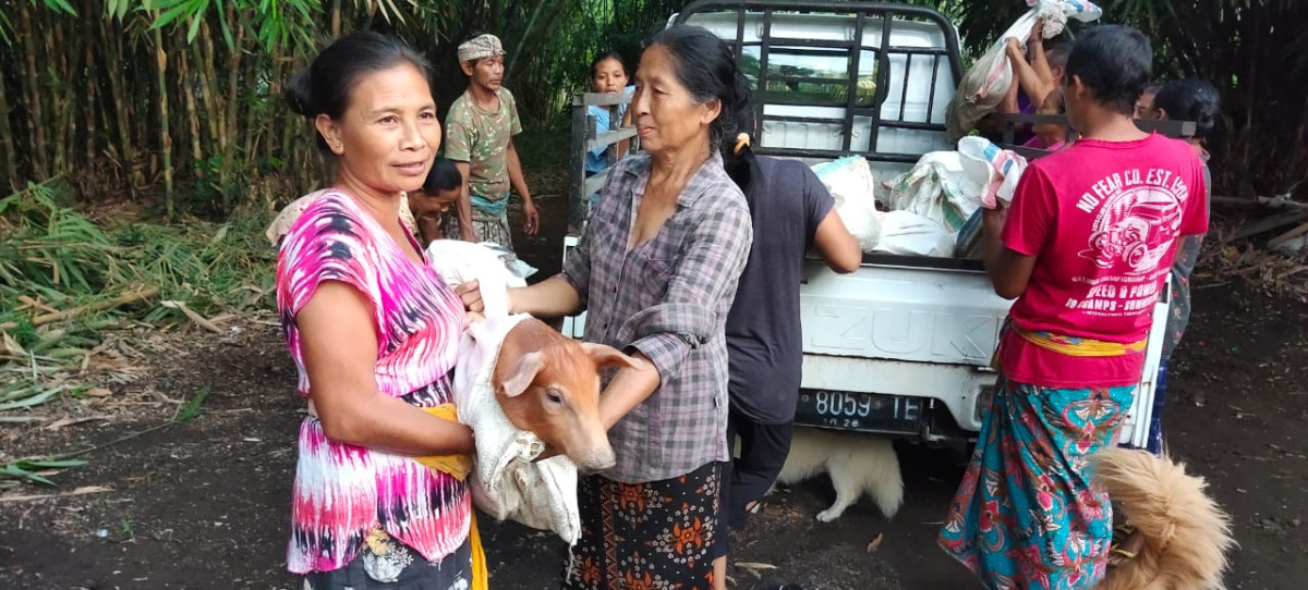 Penyerahan Bibit  Babi Kepada Kelompok Perempatan Desa Pidpid dalam Program Ketahanan Pangan