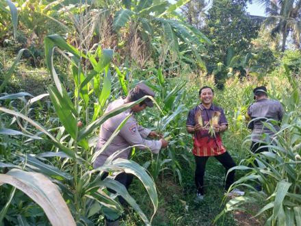 BABINKAMTIBMAS BESERTA PEMERINTAH DESA ALASANGKER MELAKSANAKAN KEGIATAN PANEN JAGUNG DI DESA ALASANG