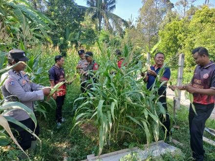Melaksanakan kegiatan panen jagung di lahan pertanian Pemerintah Desa Alasangker bersama Perbekel, Perangkat Desa, Kelian Banjar Dinas se-Desa Alasangker, Babinsa, PPL (Petugas Penyuluh Lapangan), dan masyarakat petani