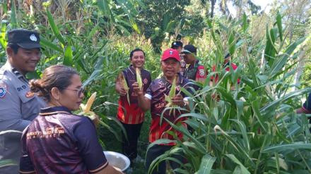 Melaksanakan kegiatan panen jagung di lahan pertanian Pemerintah Desa Alasangker bersama Perbekel, Perangkat Desa, Kelian Banjar Dinas se-Desa Alasangker, Babinsa, PPL (Petugas Penyuluh Lapangan), dan masyarakat petani