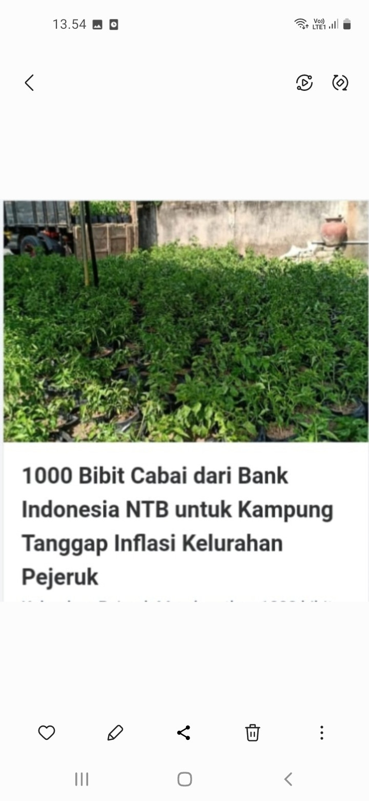 Pemberian bibit cabe 1000 batang dari Bank Indonesia dP2L pejeruk abian