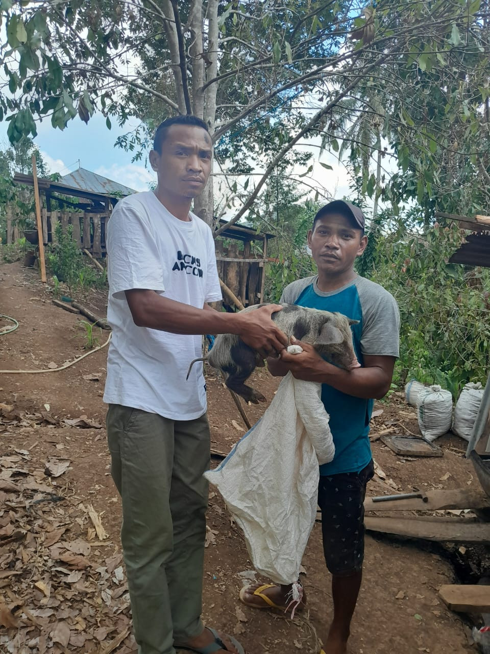 Bantuan Ternak Babi untuk Keluarga Miskin