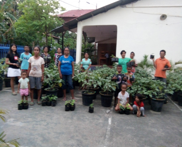 PEMBAGIAN ANAKAN TERUNG LALAPAN DAN KETIMUN GELOMBANG KE-2 DAN KE-3