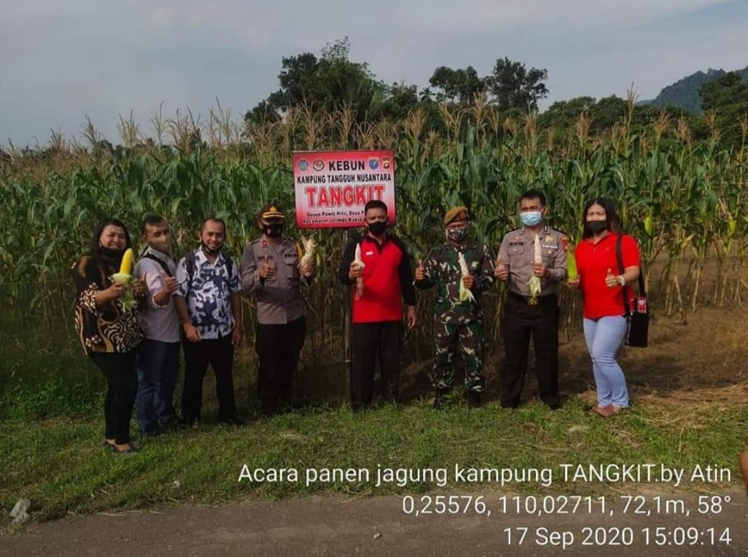 Acara Panen Jagung Kampung Tangguh Nusantara (TANGKIT)