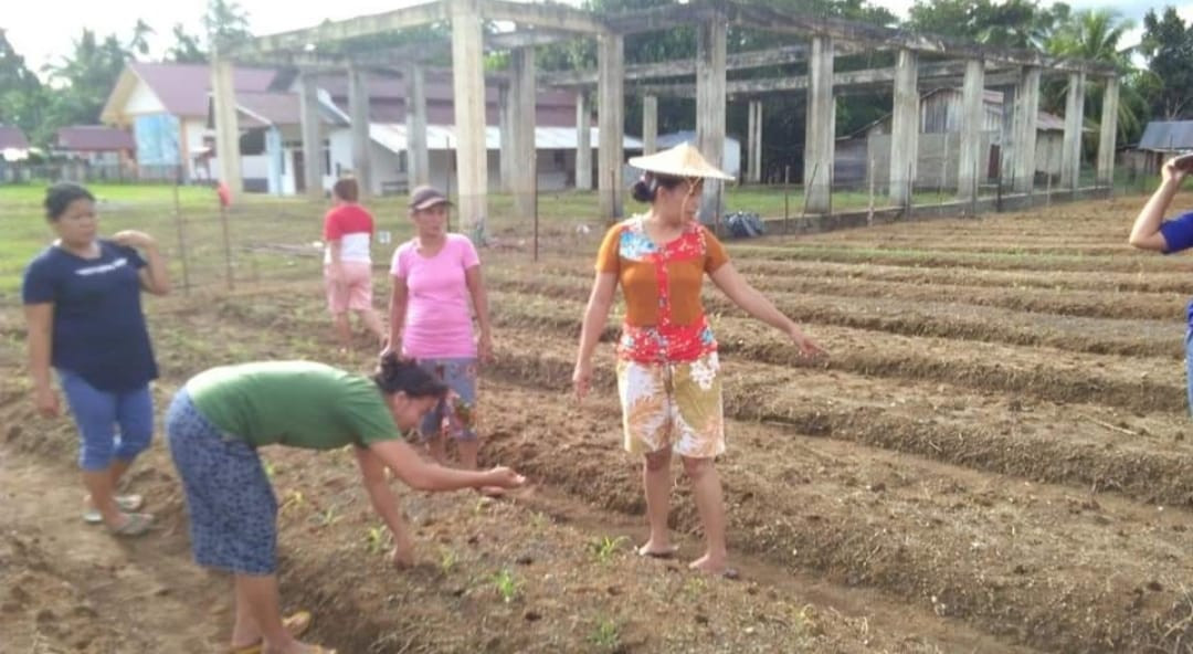 Gotong Royong Menanam Jagung di Kebun Tangkit Desa Pawis Hilir