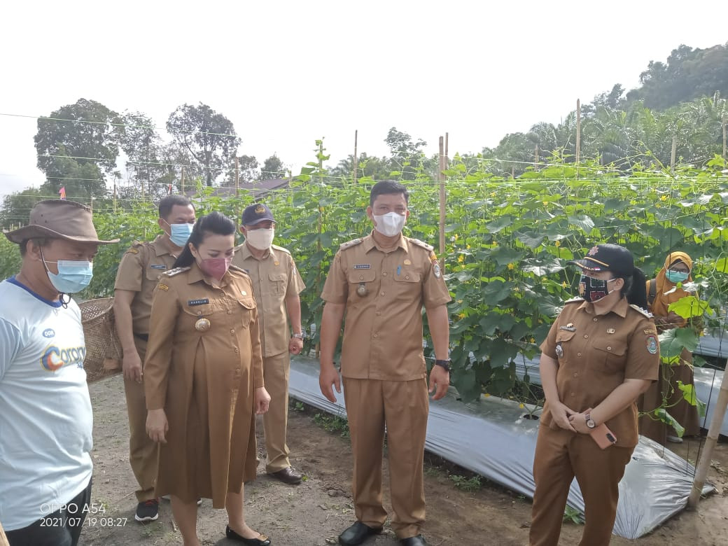 Panen Perdana Kebun Timur Kelompok KWT Desa Pawis Hilir Oleh Ibu Bupati Landak