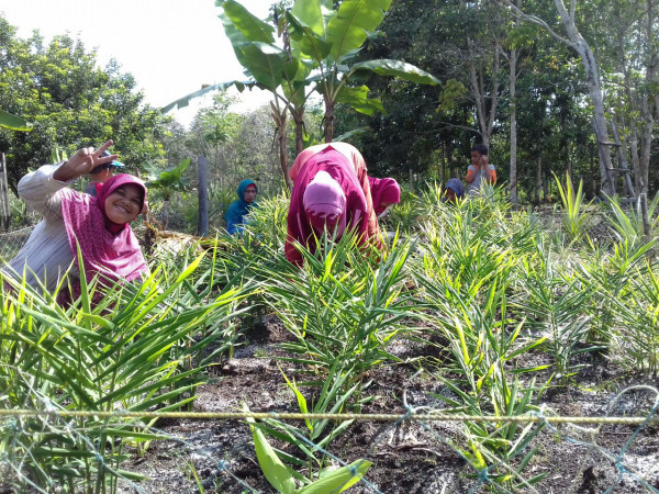 Penanaman Tanaman Sayur di Pekarangan Rumah