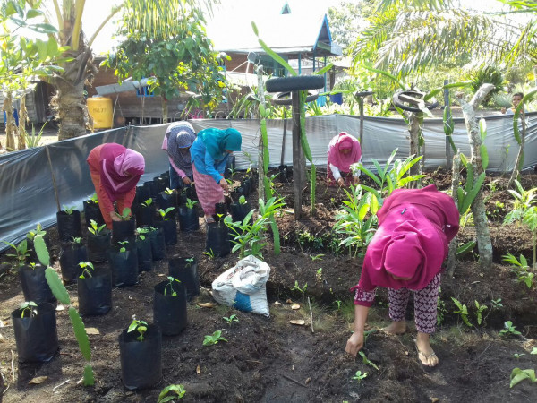 Penanaman Tanaman Sayur di Pekarangan Rumah