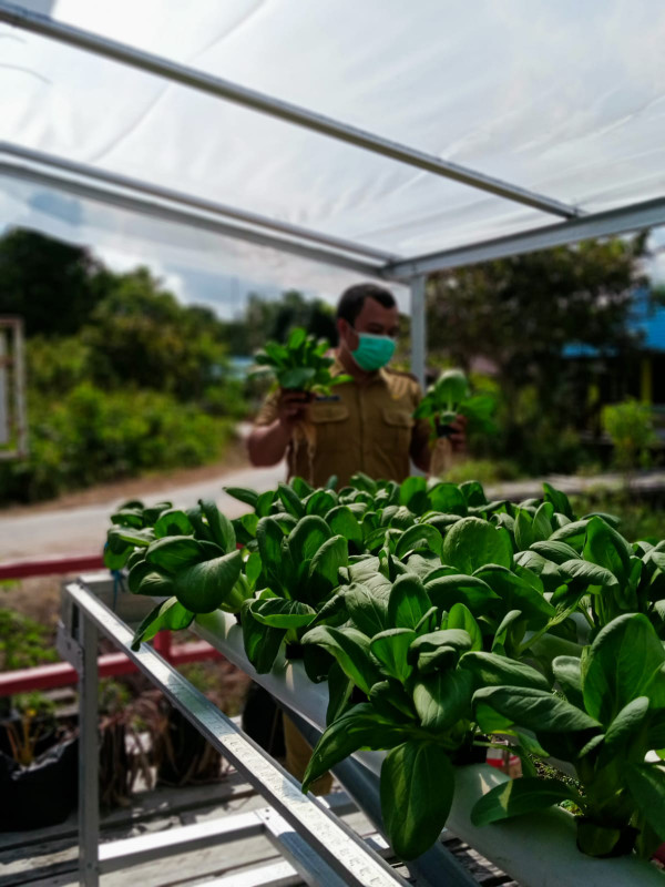 Kampung KB bereng bengkel panen sayur hidroponik