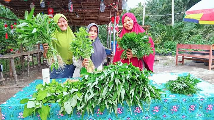 Kegiatan Panen sayuran di Warung Hidup Dasawisma Aster RT. 10