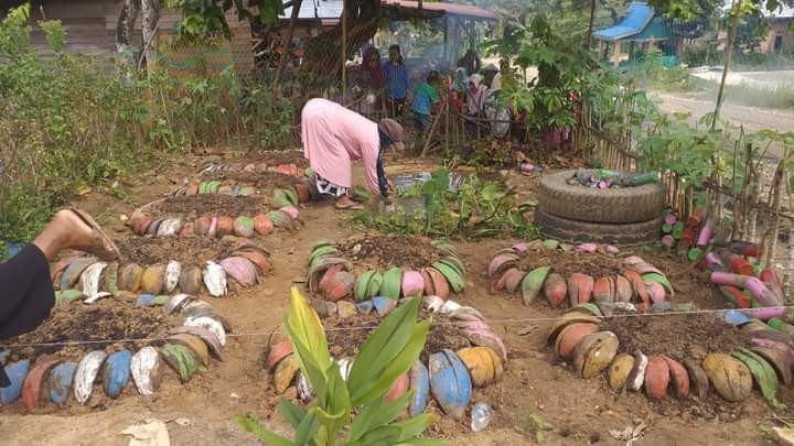 penataan sabut kelapa untuk tempat bertanam