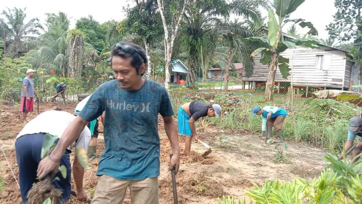 Bapak-bapak menyangkul kebun toga untuk persiapan penanaman