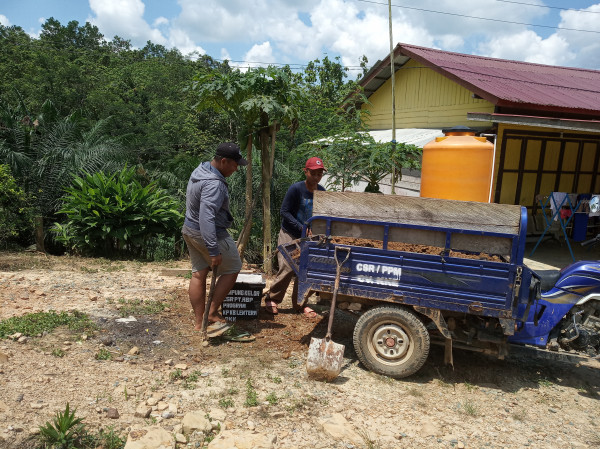 Pengisian tanah di pot dan penanaman kelor