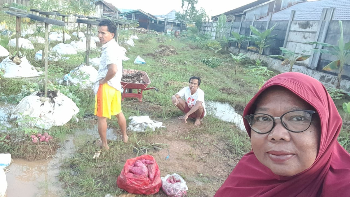 panen ubi di kebun KB Warna Warni