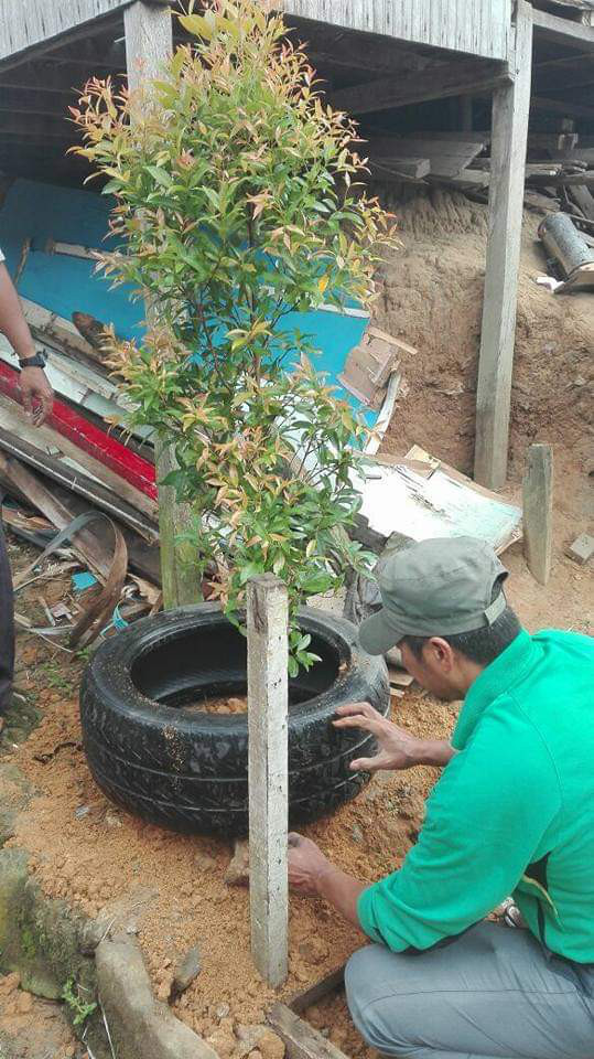 Penanaman tanaman pohon pucuk merah oleh Ketua Kampung KB