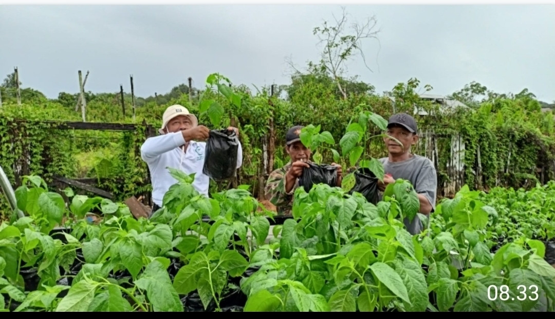 Penerimaan bantuan tanaman cabai dr BI