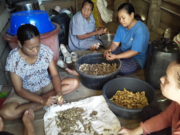 proses pembuatan bubuk jahe di kampung kb lourdes 