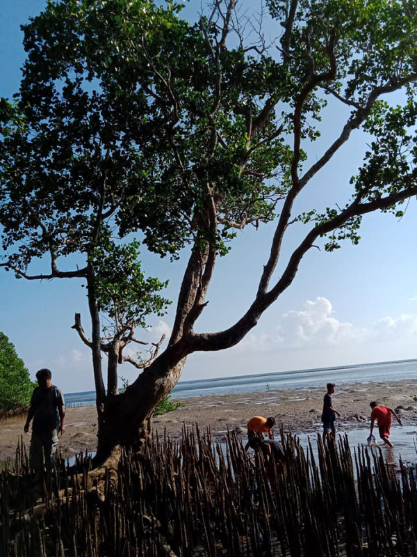 Menanam mangrove dan membersihkan pesisir pantai
