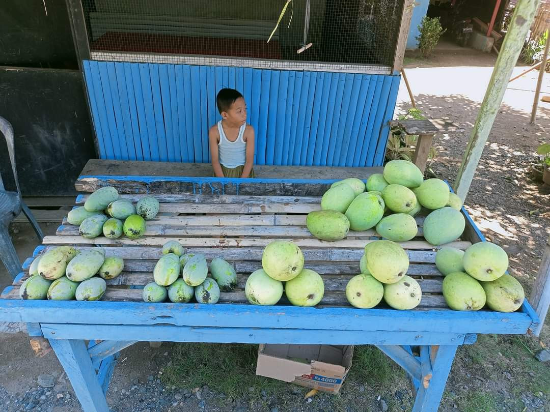 Peningkatan Ekonomi Masyarakat Dalam Mengelolah Buah Mangga