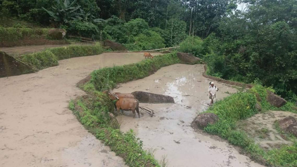 Bajak sawah dengan cara tradisioanl