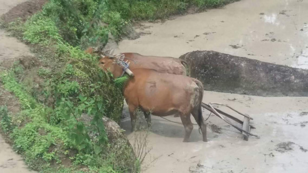 Bajak sawah dengan tenaga sapi cara tradisional