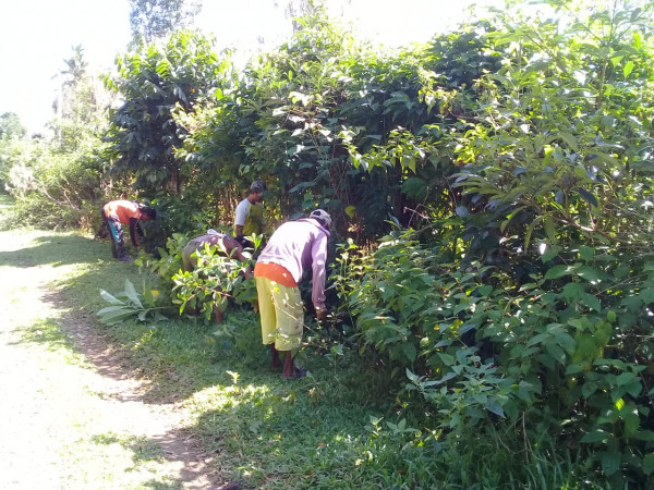 Pembersihan rumput liar