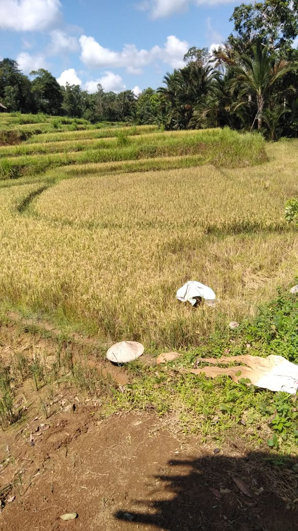 Massangking ( Panen Padi)