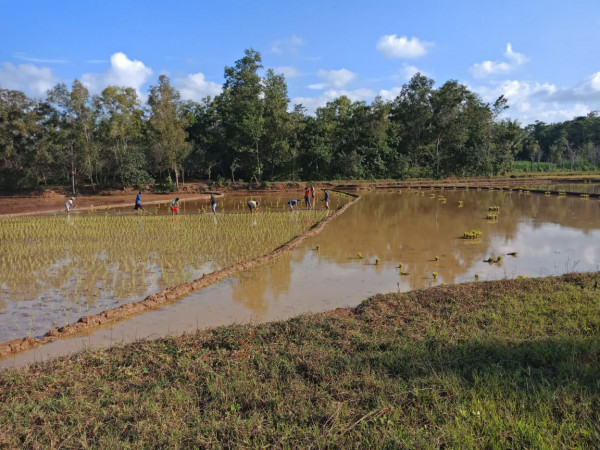 Menanam Padi