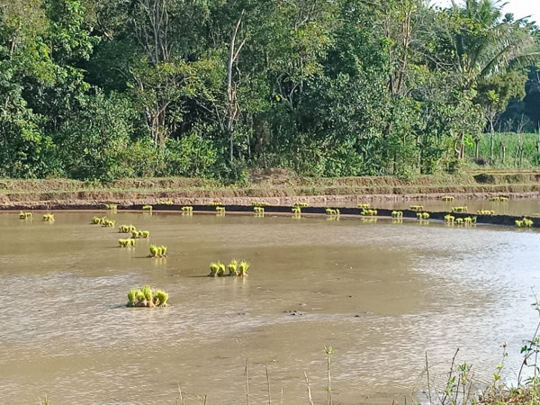 Proses Penanaman Padi