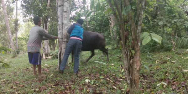 Pemasnagan Anting Asuransi Ternak