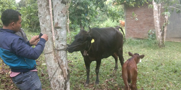 Pendataan dan pembayaran premi Asuransi Sapi