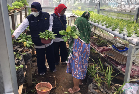Kegiatan  di Green House Kelompok WanitaTani Kenanga Dusun Pandanga Desa Tupabbiring