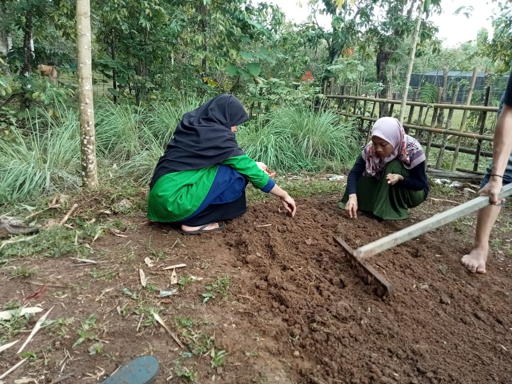 Penanaman Tanaman Sayuran