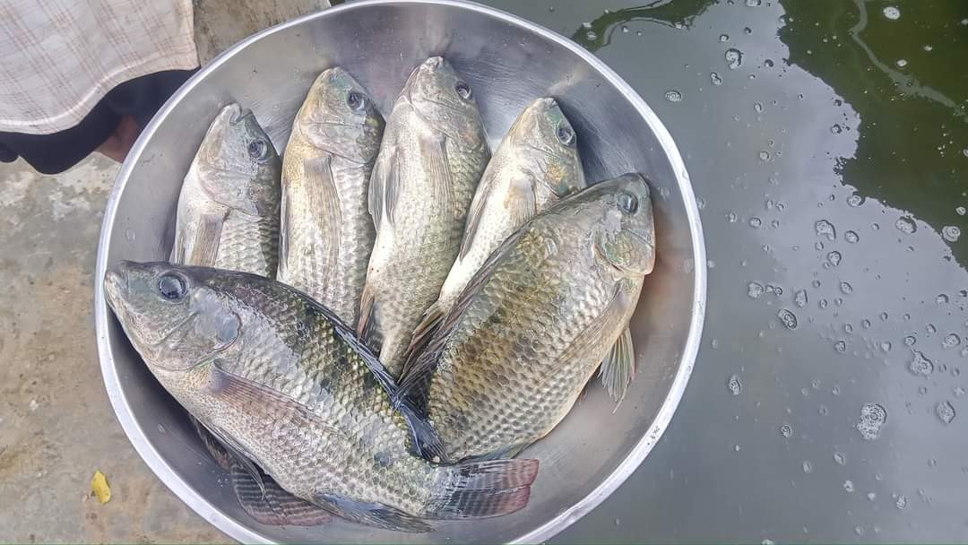 Panen Ikan