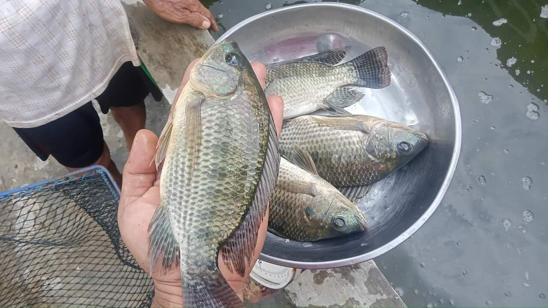 Panen Ikan