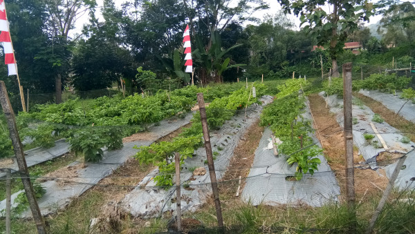 Kebun kampung kb tambolang