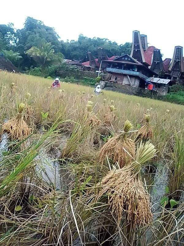 Panen padi di kampung kb tambolang