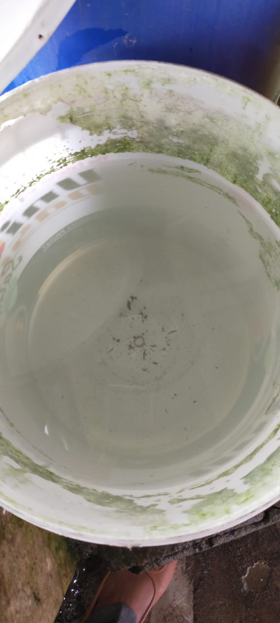 Pengamatan jetik nyamuk dikampung kb tambolang