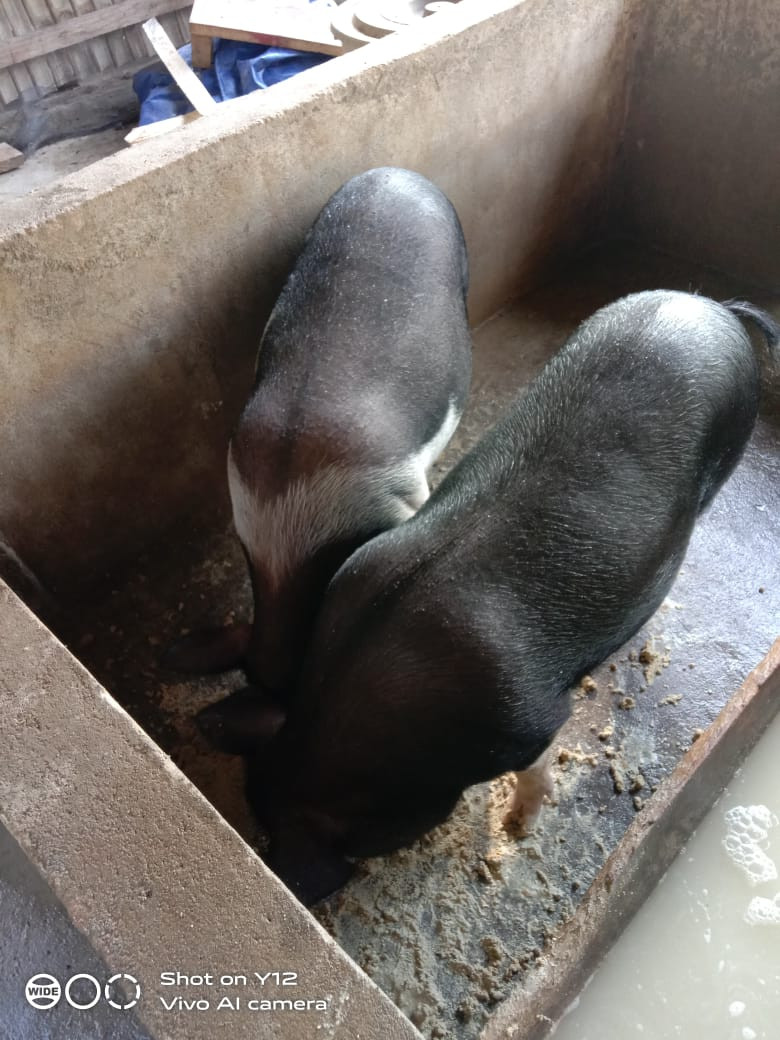 Kegiatan usaha peningkatan pendapatan keluarga akseptor (UPPKA) Beternak