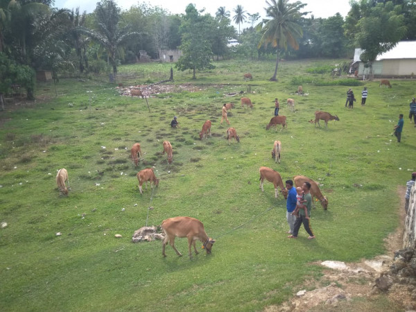 Bantuan bibit ternak sapi sejumlah 21 ekor yang diserahkan kepada masyarakat