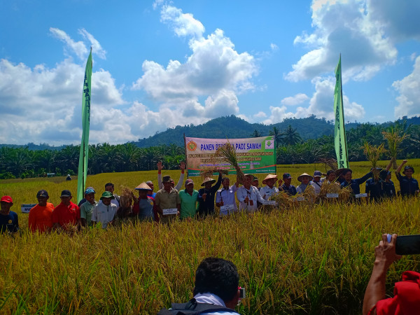 Panen padi Bersama  di sawah