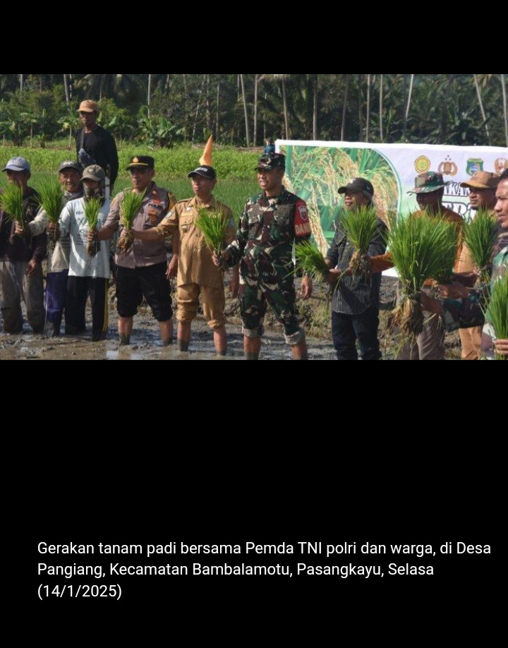 Gerakan tanam padi bersama pemda TNI Polri dan warga di desa pangiang